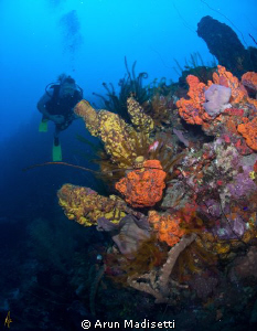 Diver and sponges by Arun Madisetti 